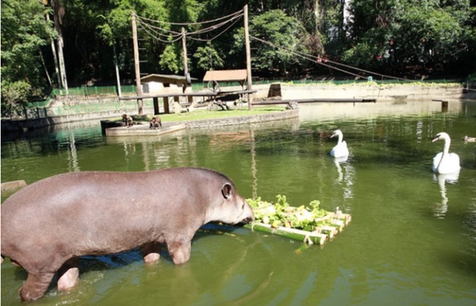 Bosque dos Jequitibás, em Campinas, com seus jequitibás centenários — City Tour CHM Transportes