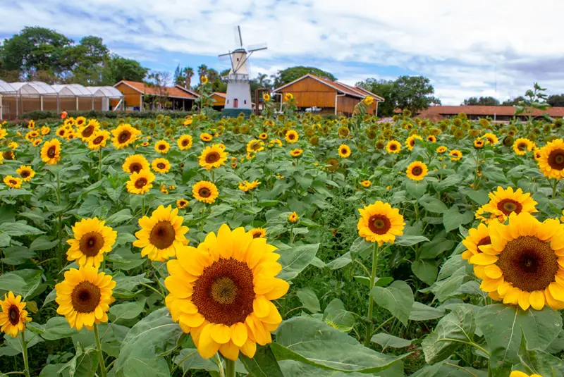Campos de flores de Holambra, a cidade das flores — City Tour CHM Transportes